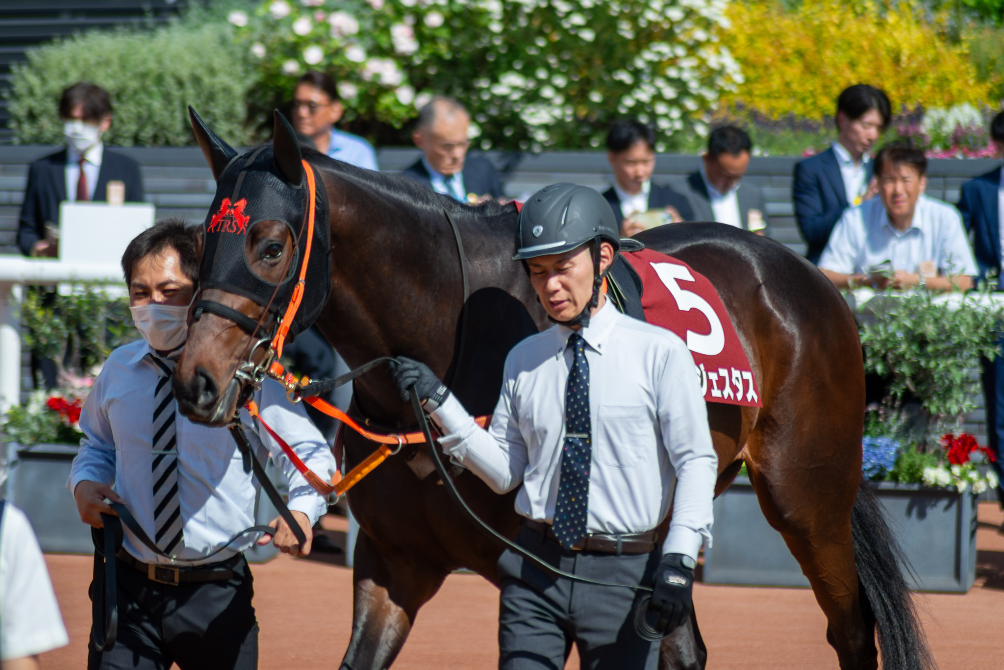 A photo of コンジェスタス (Congestus) took in the paddock at 京都新聞杯 (Kyoto Shimbun Hai).