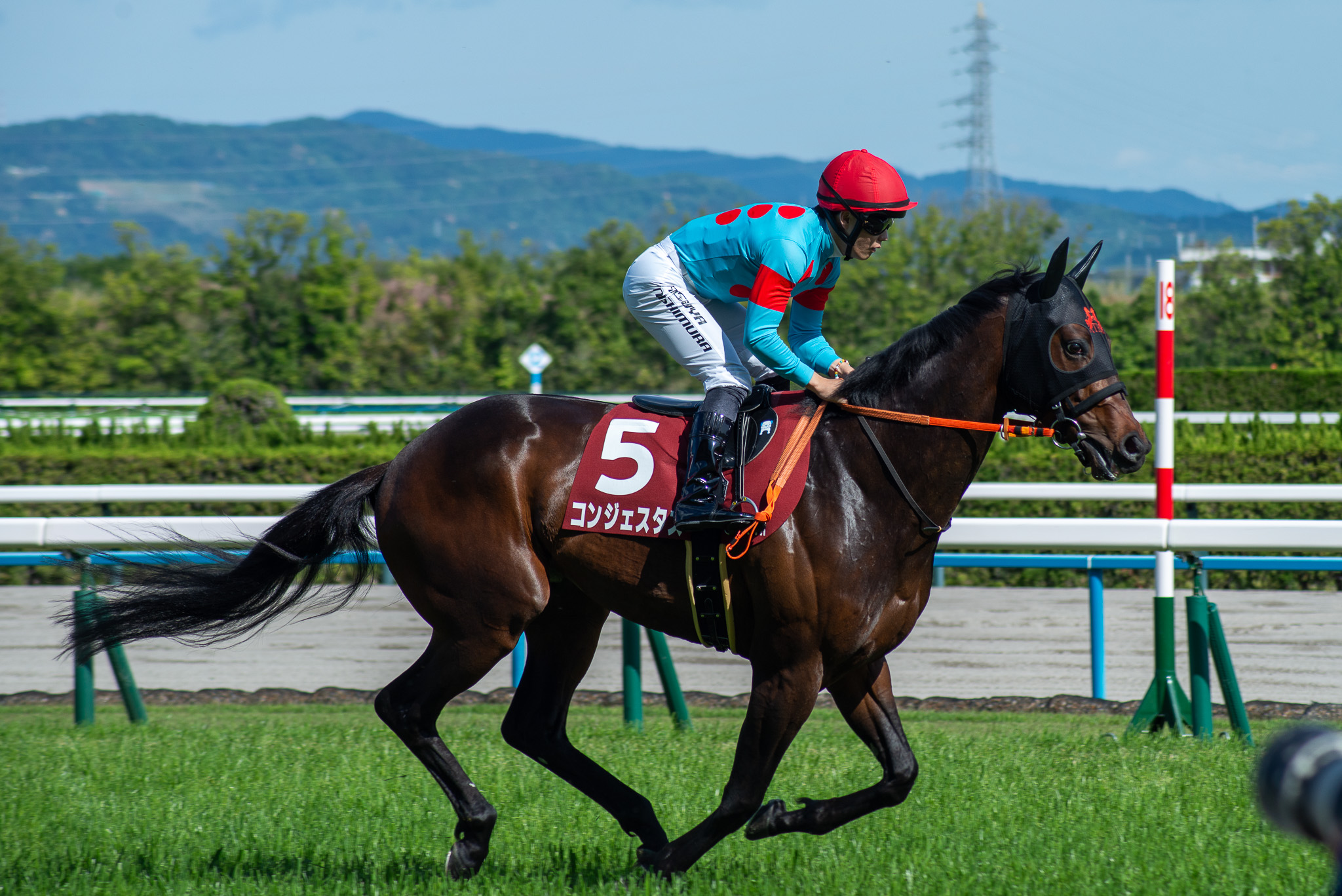 A photo of コンジェスタス (Congestus) took in the racecourse at 京都新聞杯 (Kyoto Shimbun Hai).